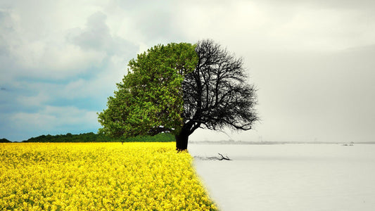 The Impacts of Seasonal Changes on Your Diabetes